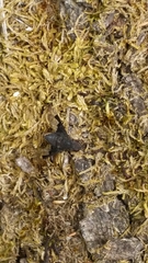 Anthrax dolabratus