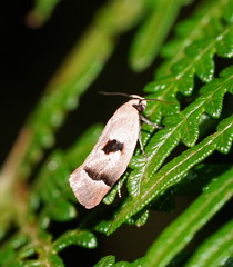 Acanthodela erythrosema