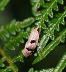 Acanthodela erythrosema