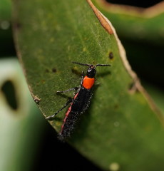 Carphurus cyanopterus