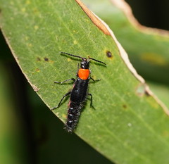 Carphurus cyanopterus