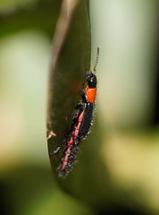 Carphurus cyanopterus