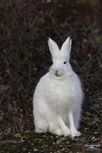 Liebre del ártico observed by sriverob