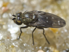 Neoscatella austrina