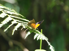 Marpesia furcula