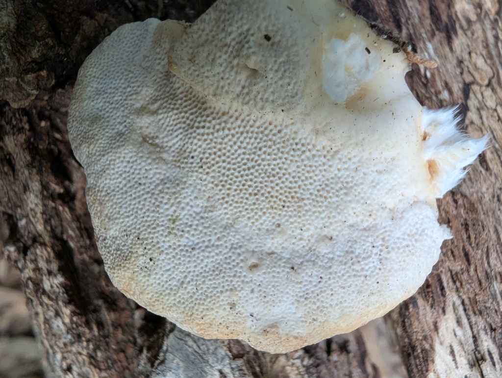 Trametes orientalis · November 2025 · photo: © atsushi_nakajima_cirque (iNaturalist, cc-by)