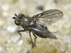 Neoscatella austrina