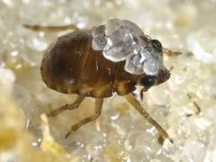 Ochteridae