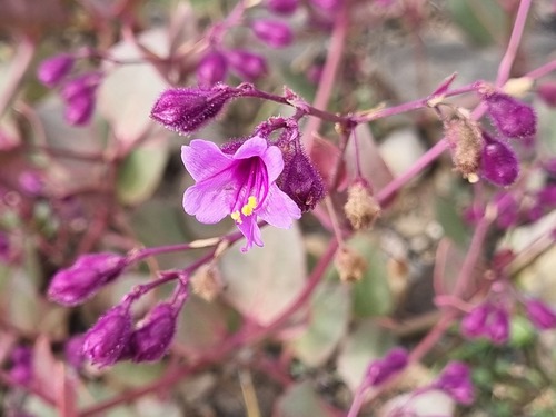 Mirabilis elegans (Mirabilis elegans)