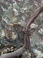 Brazilian Bird Snake