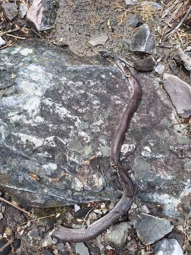 Brazilian Bird Snake