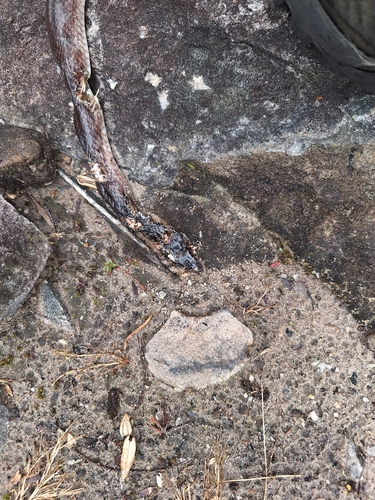Brazilian Bird Snake