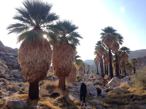 California fan palm