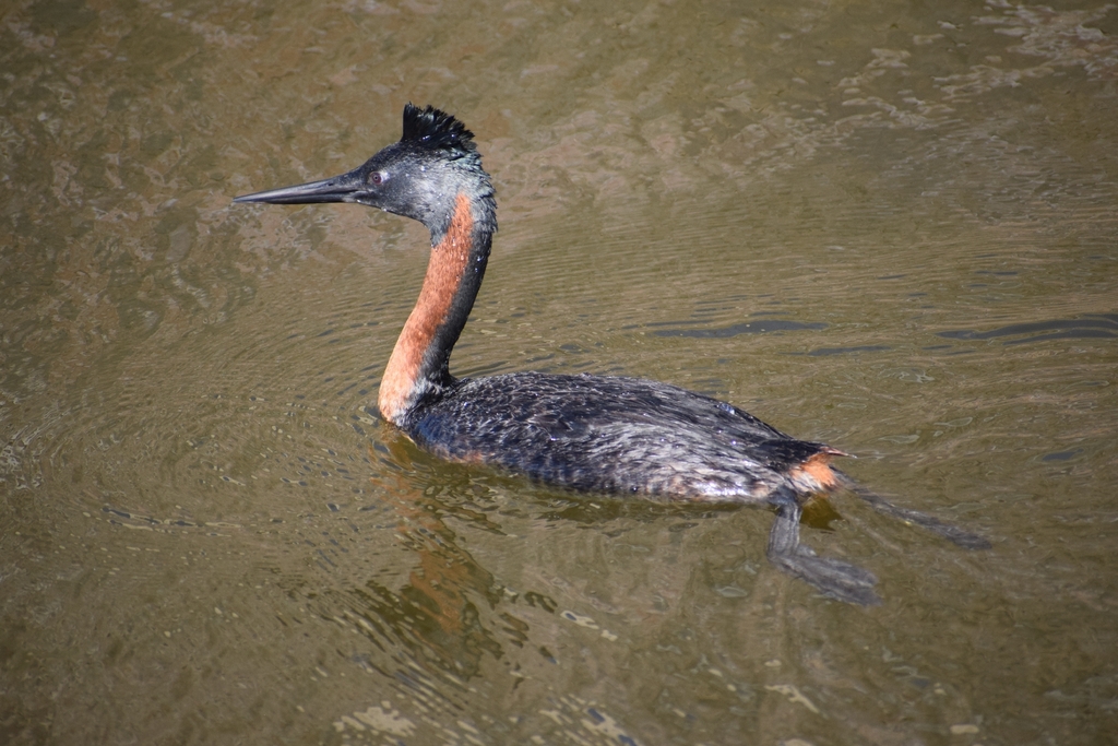 Great Grebe