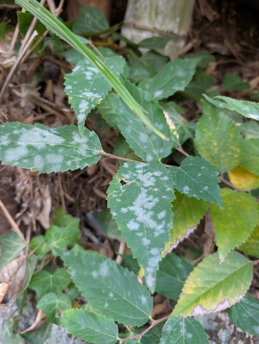 Erysiphe aphananthes