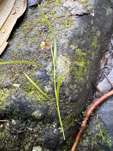 Elleanthus cordidactylus Ackerman