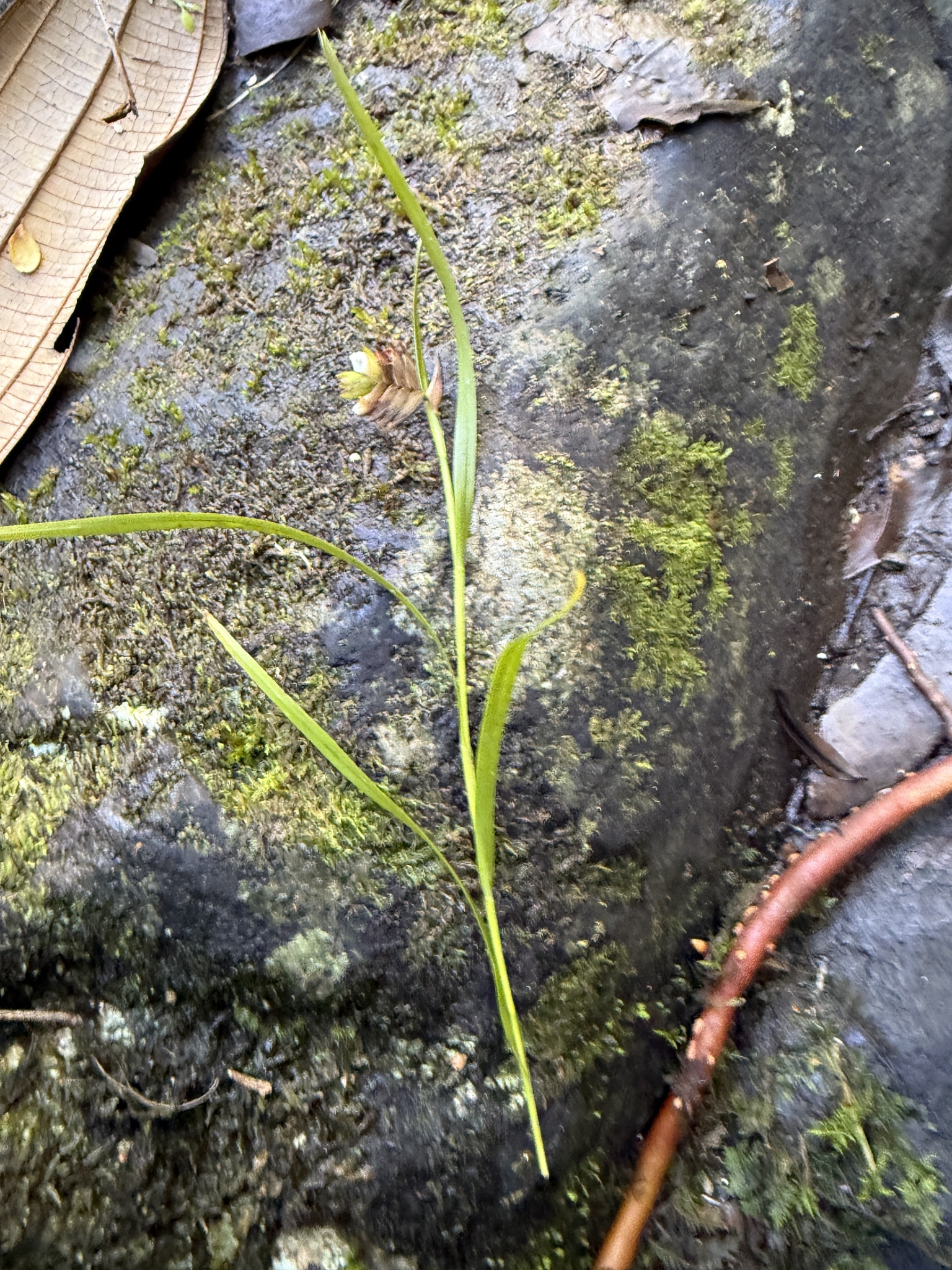 Elleanthus cordidactylus