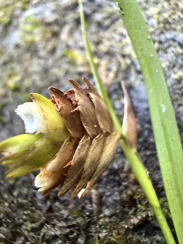 Elleanthus cordidactylus Ackerman 2