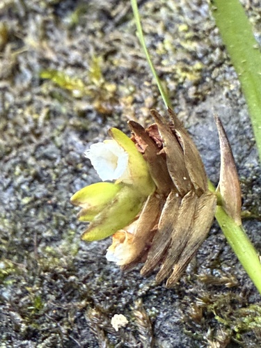 Elleanthus cordidactylus Ackerman 3