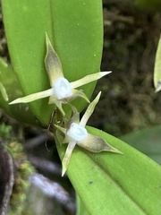 Prosthechea pseudopygmaea