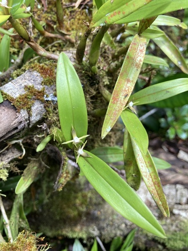 Prosthechea pseudopygmaea, photograph 1