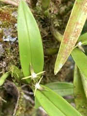 Prosthechea pseudopygmaea, photograph (c) Jeanette Clarke, some rights reserved (CC BY-SA)