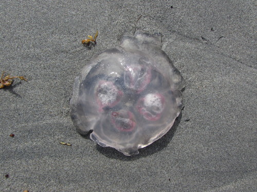 Southern Moon Jelly, photo 7 of 7