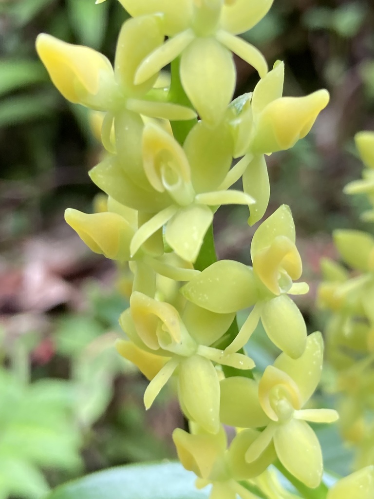 Epidendrum anoglossum Schltr. 4