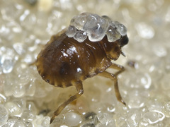 Ochteridae