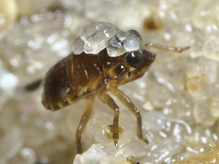 Ochteridae