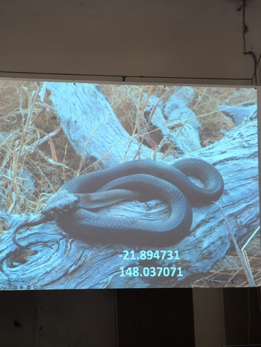 Pale-headed Snake sighting