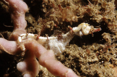 Idiotropiscis lumnitzeri