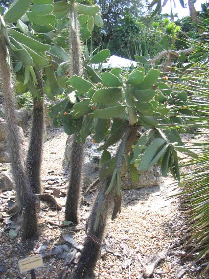 Consolea spinosissima