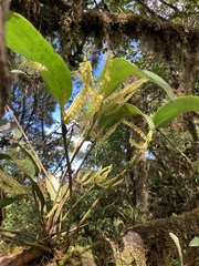 Stelis gelida