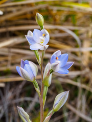 Thelymitra silena