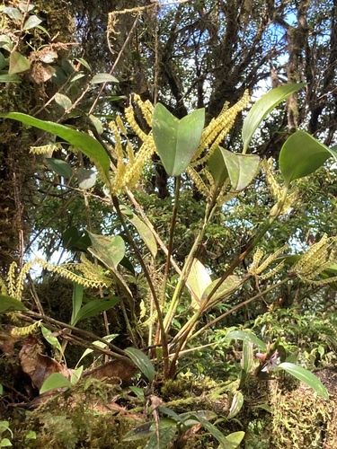 Stelis gelida, photograph 2