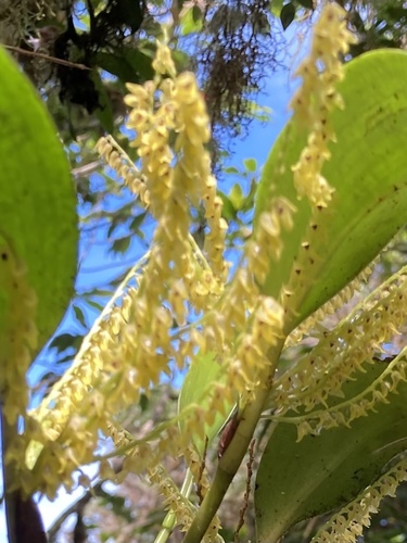 Stelis gelida, photograph 3