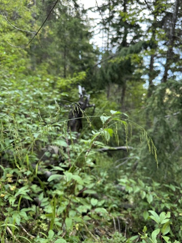 drooping woodreed (Cinna latifolia)