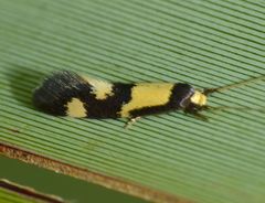 Opogona comptella