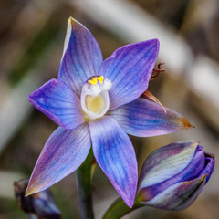 Thelymitra aristata