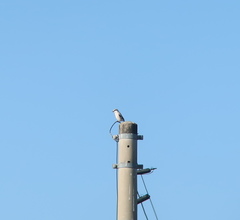 Lanius sphenocercus