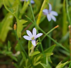 Lobelia pedunculata