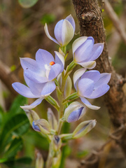 Thelymitra silena