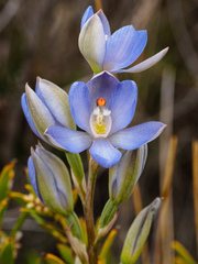 Thelymitra silena