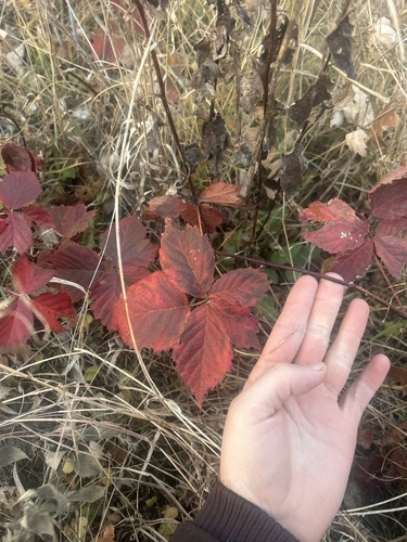 kinnickinnick dewberry (Rubus multifer)