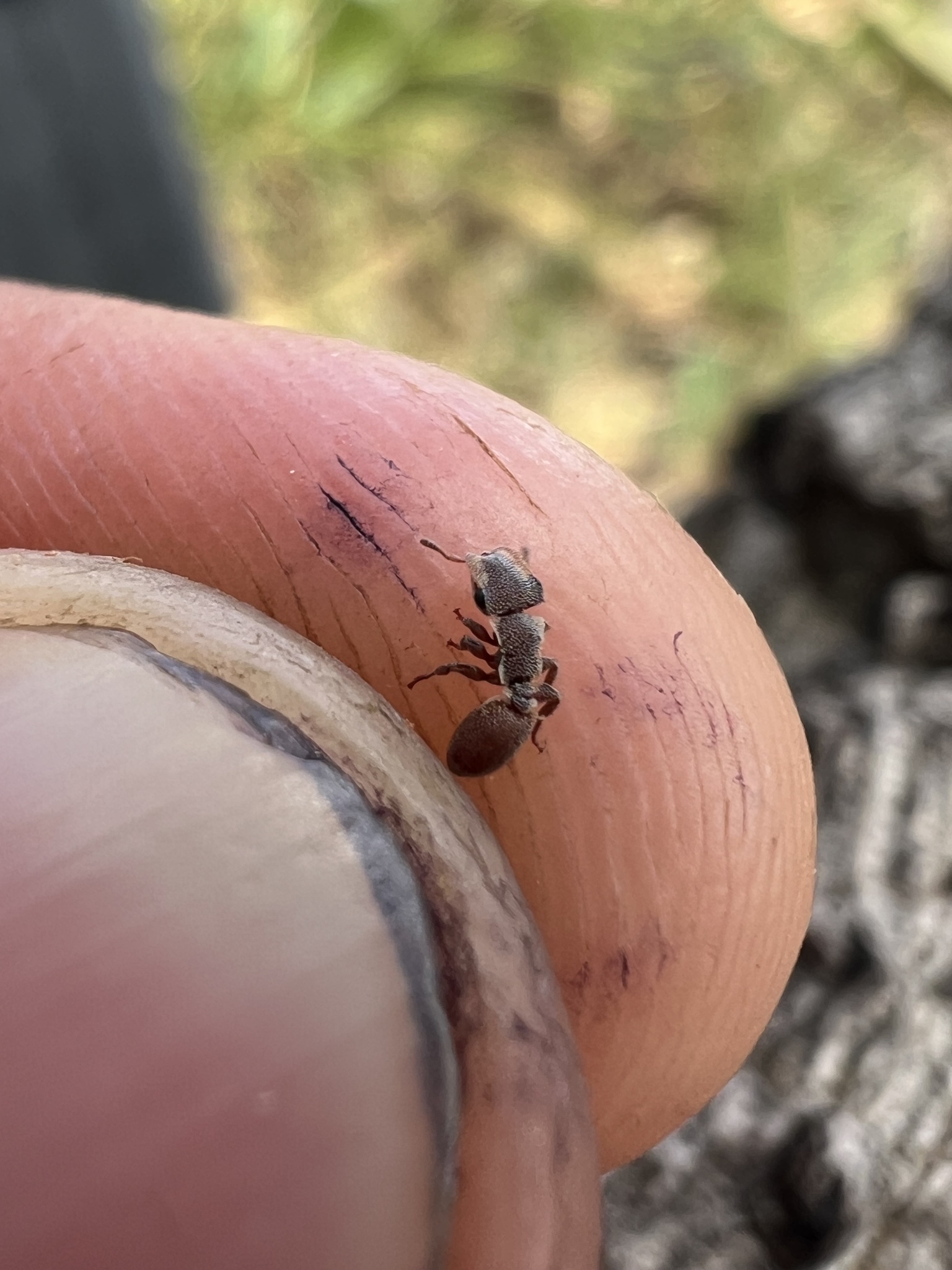 Cephalotes persimplex