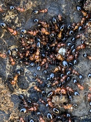 Camponotus bakeri