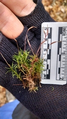 Atrichum altecristatum