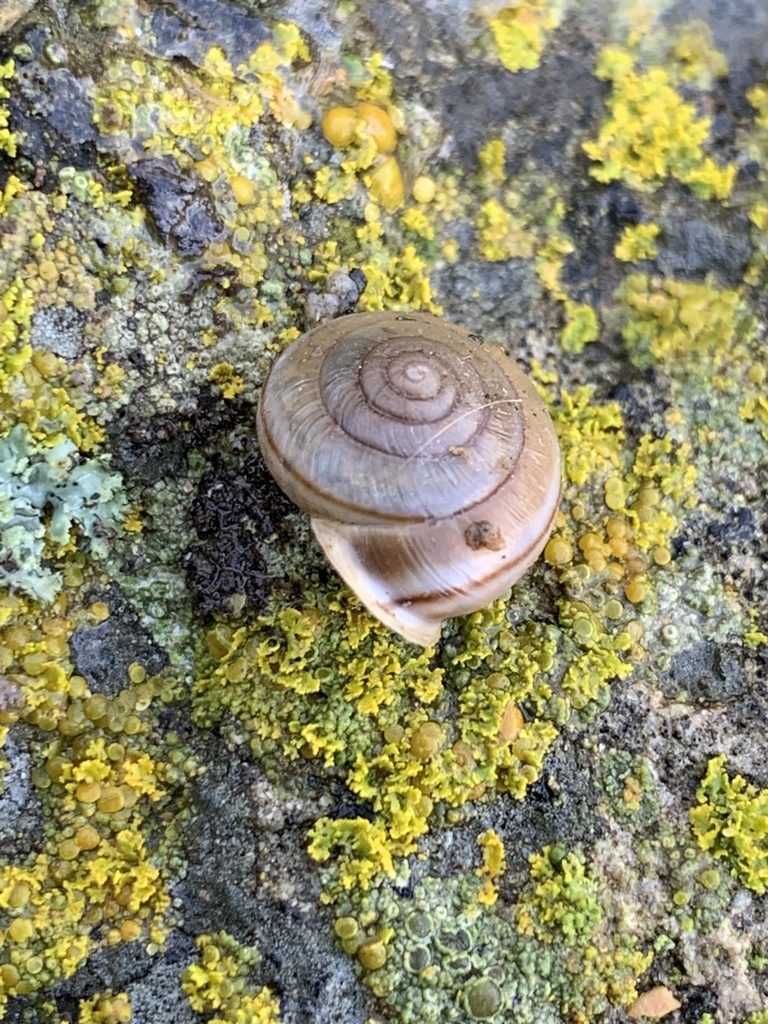 Concentrated Snail