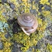 Santa Barbara Island Snail - Photo (c) william_hoyer, some rights reserved (CC BY-NC)